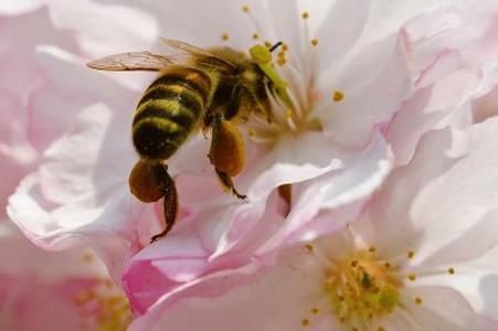 Bees are critically important to the environment.
