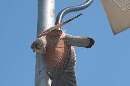 The trapped falcon in Devínska Nová Ves was saved by locals and the Raptor Protection of Slovakia organisation. 