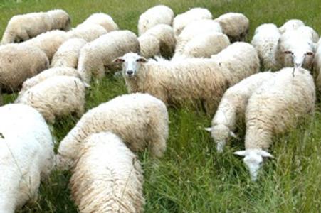 Shepherding has long tradition in the Liptov region.