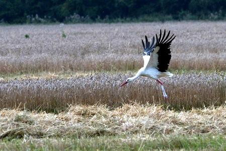 A white stork 