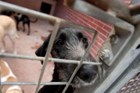 The Sloboda Zvierat's animal shelter in Bratislava