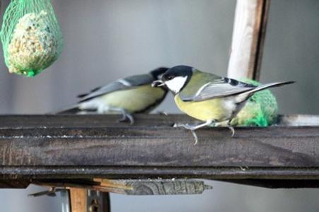 Birds in winter