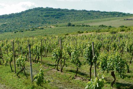 Winemakers to be exempt from some tenders.