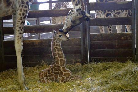The as-yet unnamed baby giraffe with his mother.