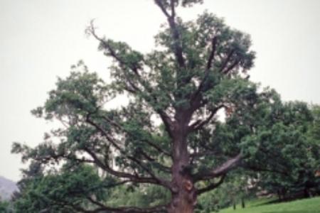 Slovak Tree of the Year 2013