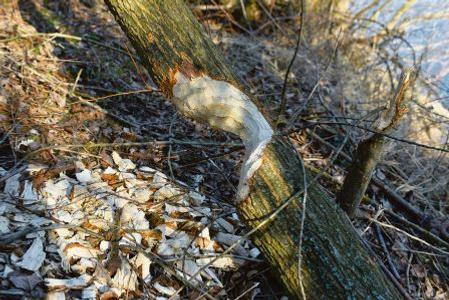The unmistakable trace of beavers in the central-Považie region.