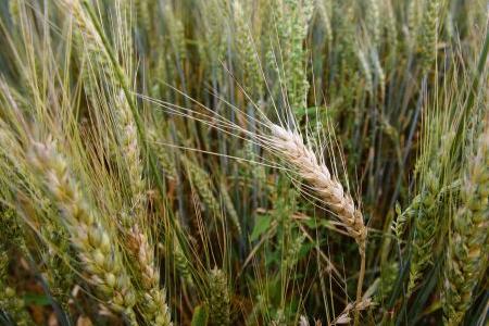 Opposition questions the allegedly overpriced
wheat purchse.