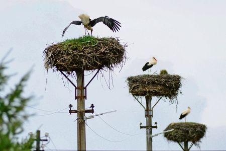 Storks in Buzica