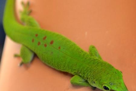 Phelzuma  madagascariensis, a new acquisition in Košice zoo 