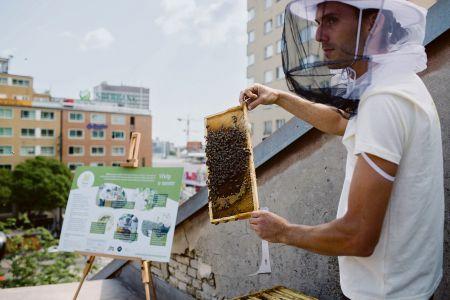 Beehives atop the Old Market Hall.