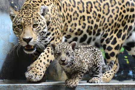 The new baby jaguar in Bratislava zoo.