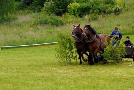 Competition of draught horses in Kováčová