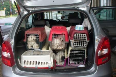 Smuggled pupppies as contraband 