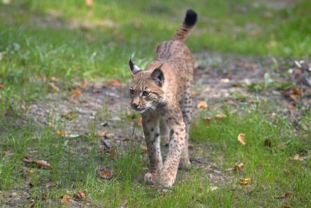 Bojnice lynx
