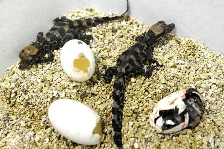 Brand-new baby crocodiles at the Košice zoo.