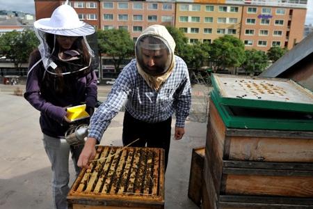 Beekepers work at "adopted city beehives".