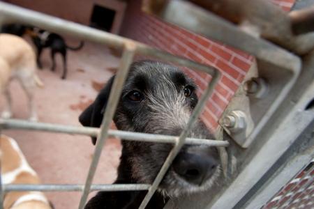 New application can help save animals.