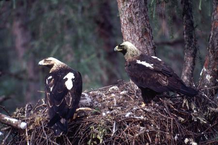 Eastern Imperial eagle