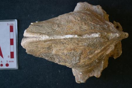 Skull of a hyena