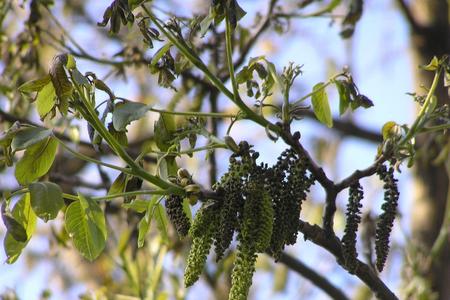 Walnut is a traditional tree - and crop - in Slovakia.