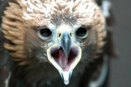 Famed migrating eagle Anička Europe-bound