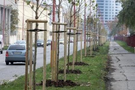 We can plant trees to combat impacts of climate change.