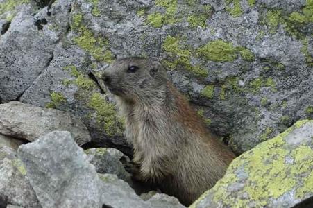 Myarmot in Tatra national Park (TANAP)