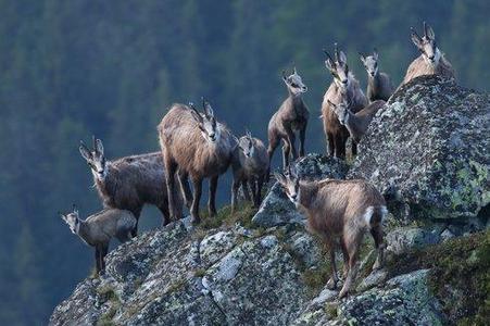 The Tatra chamois