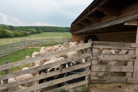People tired of speedy and consumer lifestyle can try to work at farms.
