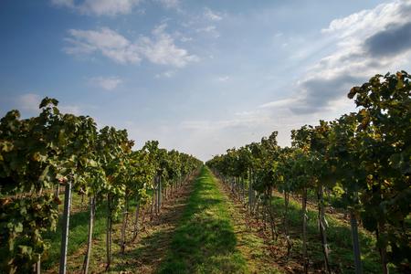 Slovak wines are gaining wider attention.