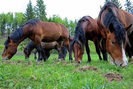 At Muránska Planina horses are bred half-wild.