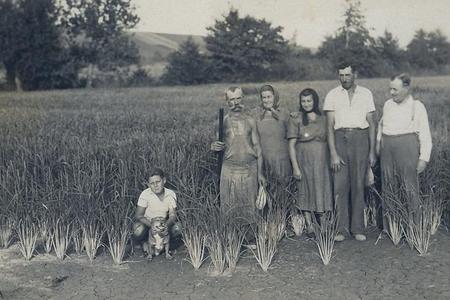 Rice fields in Mýtne Ludnany, 1952