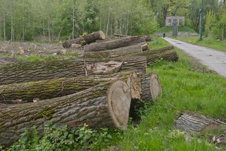 Trees cut down on Sihoť island.