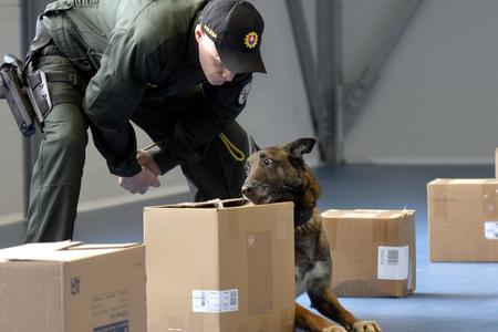 A police dog being trained.