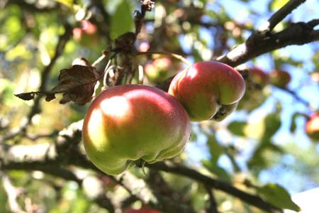 Apple Feast, illustrative stock photo.