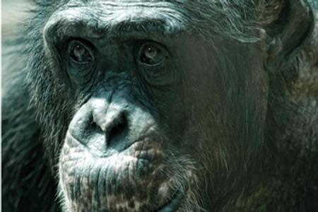 Konzo, the chimpanzee in Bratislava zoo died. 