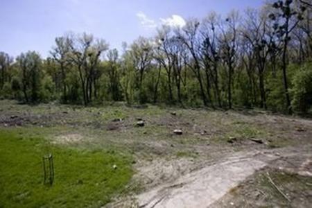 Felling trees in Bratislava becomes controversial
