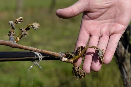 Spring frost destroyed a significant amount of the future harvest.