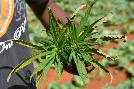 Marijuana is the most popular drug in Slovakia