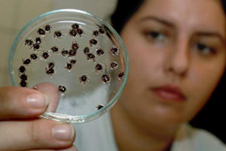 Number of people infected with tick-borne encephalitis rises