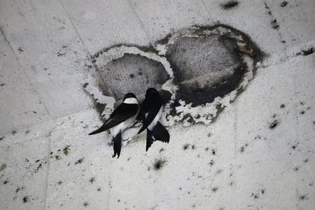Destroyed nests of common house martins under the SNP Bridge