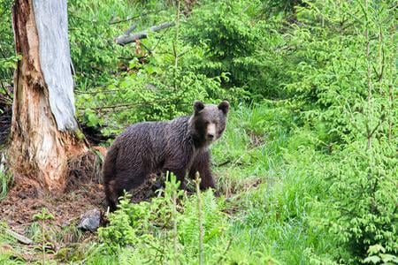 Blog: Never run from a bear