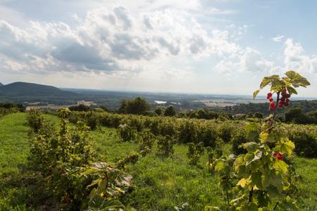 Devín’s currant wine is back