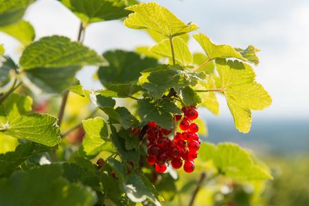 Blog: 5 unique and delicious wines to try in Slovakia