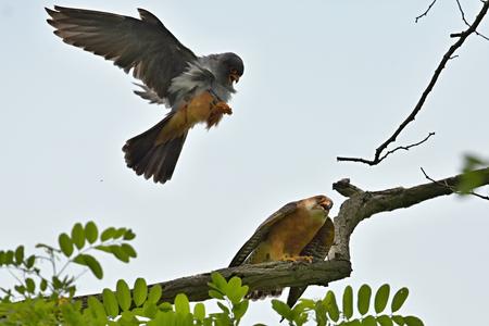 Copulating of red-footed falcons 