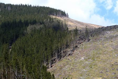 What are environmentalists’ main worries about logging in Slovak forests?