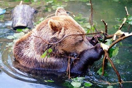 Bojncie zoo has a tardition of bear breeding, illustrative stock photo.