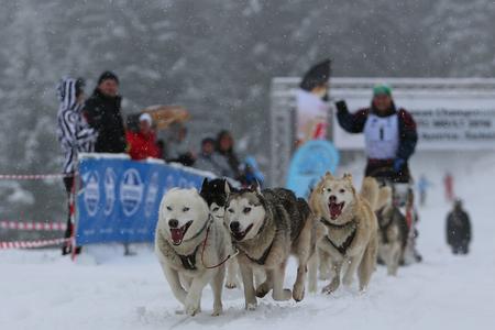 Dogsled of Martin Brzeka (Czech Republic) at Šachtičky, February 21.