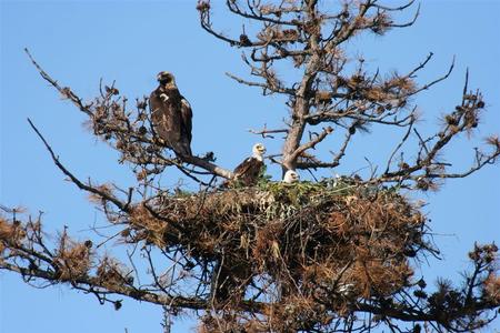The life of the Slovak eagle watched people from 173 countries, illustrative stock photo.
