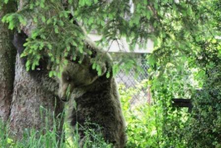 Ingrid the bear